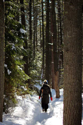Into the woods