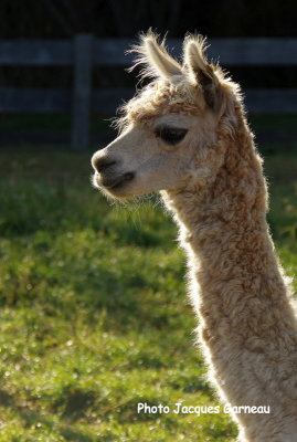 Lama, Chili - IMGP8988.JPG