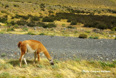 Guanaco, Parc national Torres del Paine, Chili -  IMGP9531.JPG
