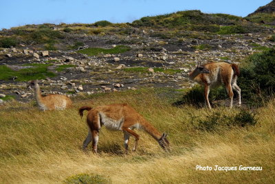 Guanacos, Parc national Torres del Paine, Chili - IMGP9750.JPG