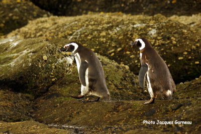 Manchots de Magellan, Ilôts Tucker, Chili - IMGP9992.JPG