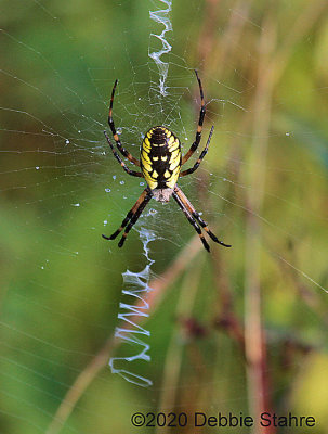 Garden Spider
