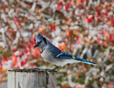 Blue Jay's 1st Snow