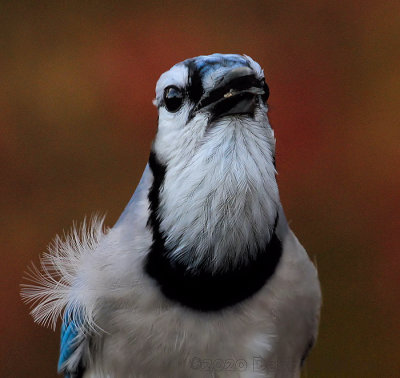 Stuffing Seed
