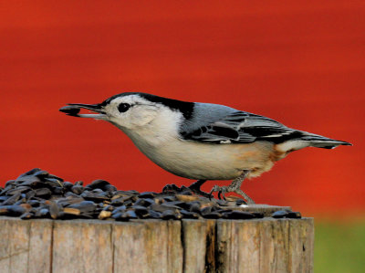 White-breasted Nuthatch With Seed
