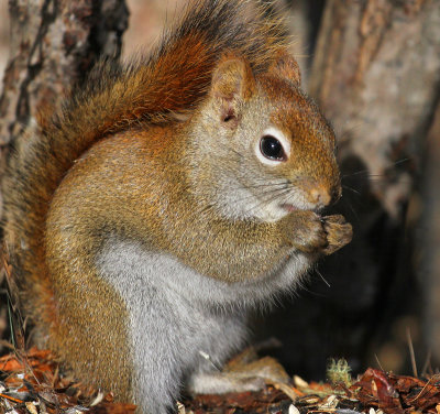 Munching Out