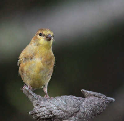 American Goldfinch