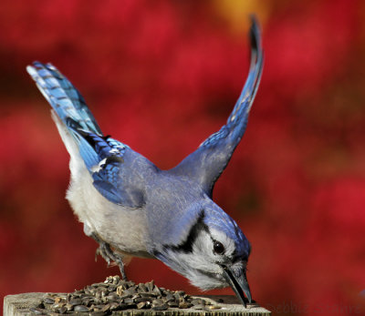 Blue Jay At Feeding Post