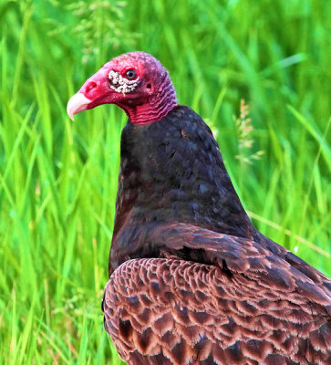Turkey Vulture