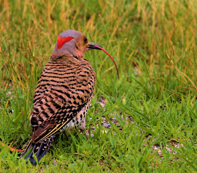Yellow-shafted Flicker Foraging