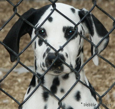 Spotted Behind Bars