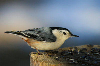 White-breasted Nuthatch