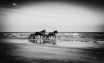 sea horses