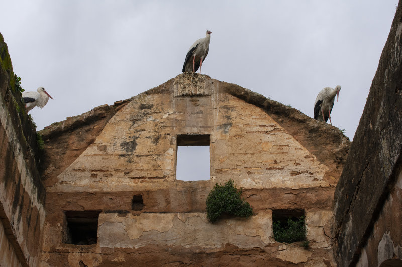 DSC_0050.jpg