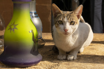 DSC_4724.jpg
