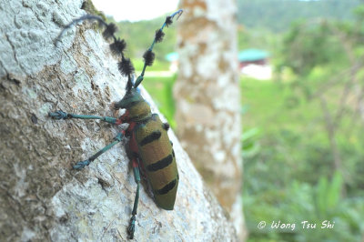 <<i>(</i>Cerambycidae, <i>Thysia wallichi tricincta)</i><br />Long-horned Beetle