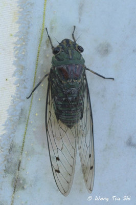 (Cicadidae, sp.)[E]True Cicada