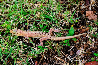 (Gekko monarchus) Spotted House Gecko