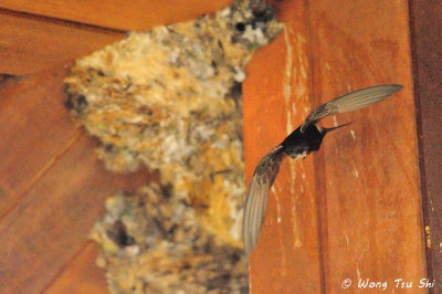 (Apus nipalensis subfurcatus) House Swift