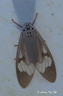 (Erebidae, Amerila astreus)