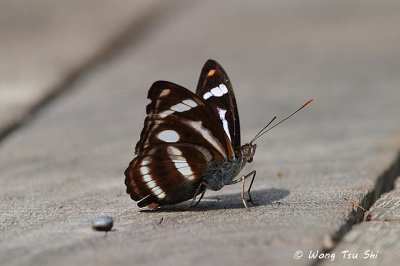 (Athyma nefte) Colour Sergeant