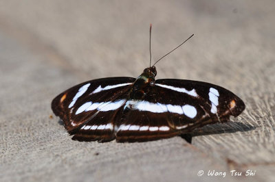 (Athyma nefte) Colour Sergeant