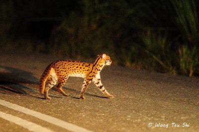 (Felis bengalensis) Leopard Cat