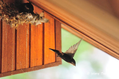 (Apus nipalensis subfurcatus) House Swift