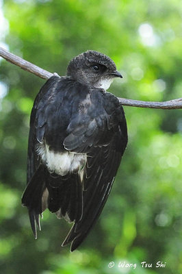 (Apus nipalensis subfurcatus) House Swift