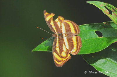 (Pantoporia tiga) Malayan Lascar