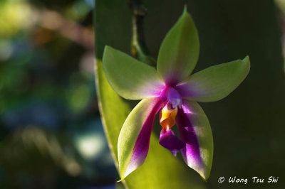 (Phalaenopsis bellina)