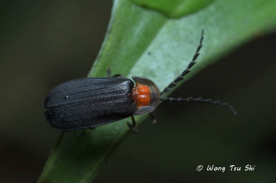 <i>(</i>Lycidae, <i>Plateros sp.)[A]</i> <br />Net-winged beetle