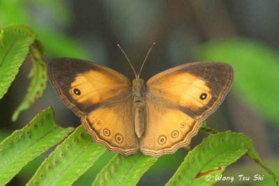 (Mycalesis anapita) Tawny Bush-Brown