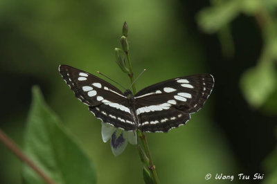 (Neptis hylas) Common Sailor