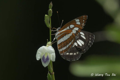 (Neptis hylas) Common Sailor