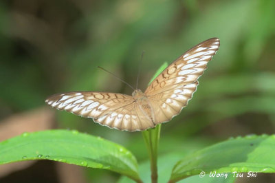 (Tanaecia orphne)
