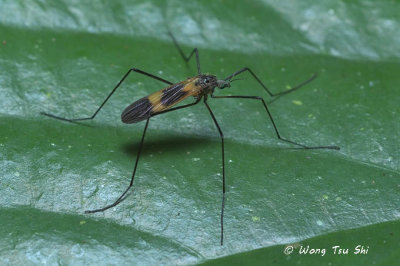 (Culicidae sp.)  Mosquitoes