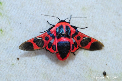 (Thyrididae, Glanycus coendersi) Thyridid Moth 