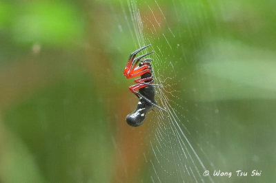 (Cyclosa sp.)[B]  ♀