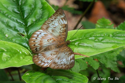(Euthalia merta apicalis)