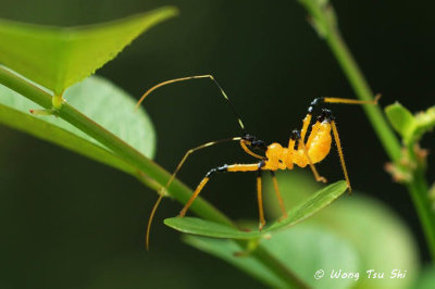 (Reduviidae, Cosmolestes picticeps )Assassin Bug
