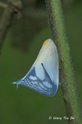 (Flatidae,  Lawana pryeri)Planthopper 