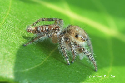 (Hyllus semicupreus) ♀