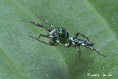 (Cosmophasis thalassina) ♂