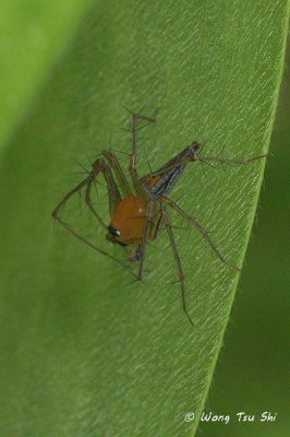 (Oxyopes sp. )[A]  ♂