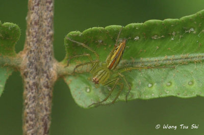 (Oxyopes sp.)[D] ♀