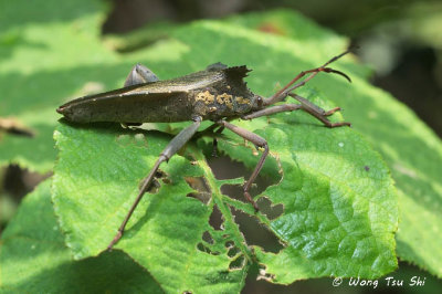 (Coreidae, Prionolomia sp.)[A]Leaf-footed Bug