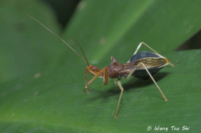 (Reduviidae, sp.)[C]Assassin Bug