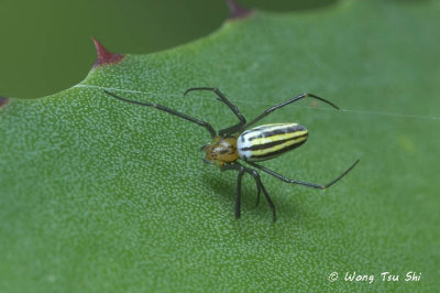 (Nephila pilipes) Golden Web Spider  sub ♀