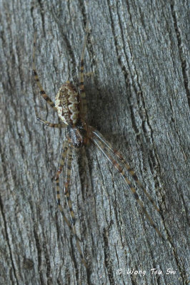 (Nephilengys malabarensis) sub ♀